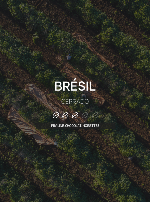 Visuel du café du Brésil, région du Cerrado