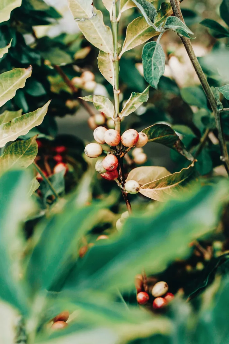 Branche de caféier chargée de cerises de café