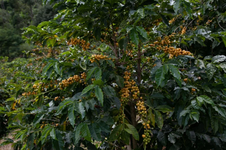 Caféier chargé de cerises de café dans une plantation